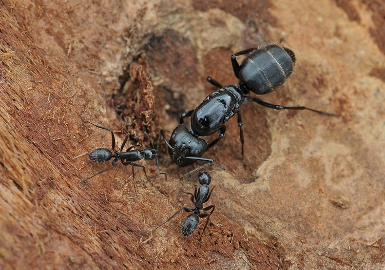Femmina fondatrice di Camponotus vagus con le prime operaie